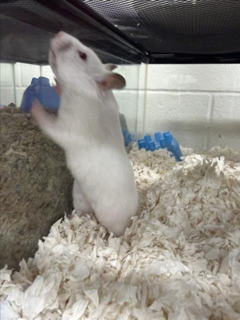 SLOTH - Hamster available for adoption