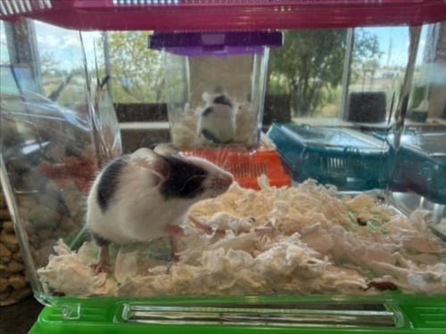 PERRY - Mouse available for adoption