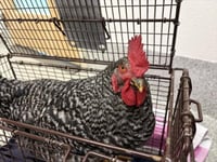ODIN - Photo 1