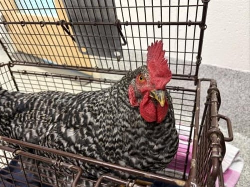 ODIN - Chicken available for adoption