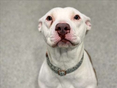 FERN - American Pit Bull Terrier available for adoption