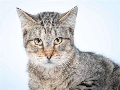 PENNY - Domestic Short Hair for adoption in Fort Collins