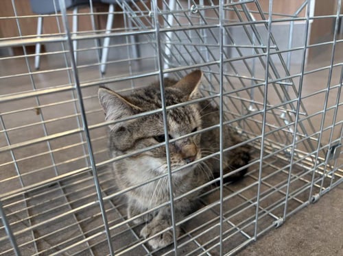 PENNY - Domestic Short Hair available for adoption