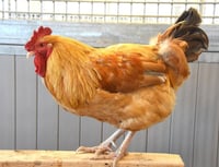 BIG BOY - Photo 1