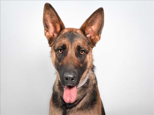 MAGS - German Shepherd Dog / Labrador Retriever available for adoption