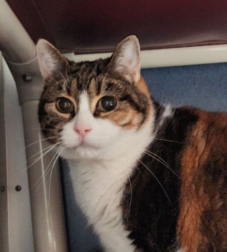 NOVA - Domestic Medium Hair available for adoption