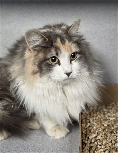 SHENZI - Domestic Long Hair available for adoption