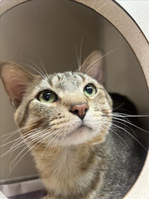 CRULLER - Domestic Short Hair available for adoption