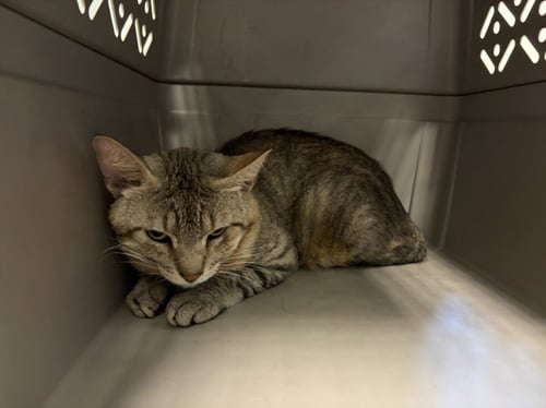 CRULLER - Domestic Short Hair available for adoption