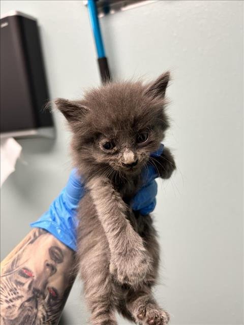 BEANIE - Domestic Medium Hair available for adoption