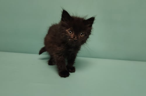 SHERRI - Domestic Short Hair available for adoption