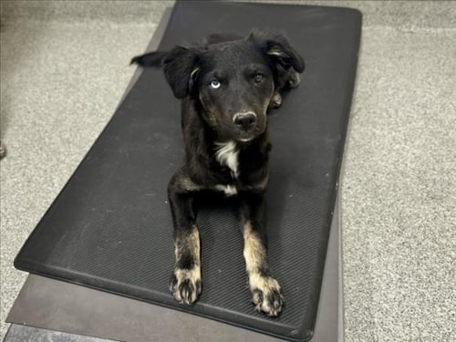 BRI - Border Collie available for adoption