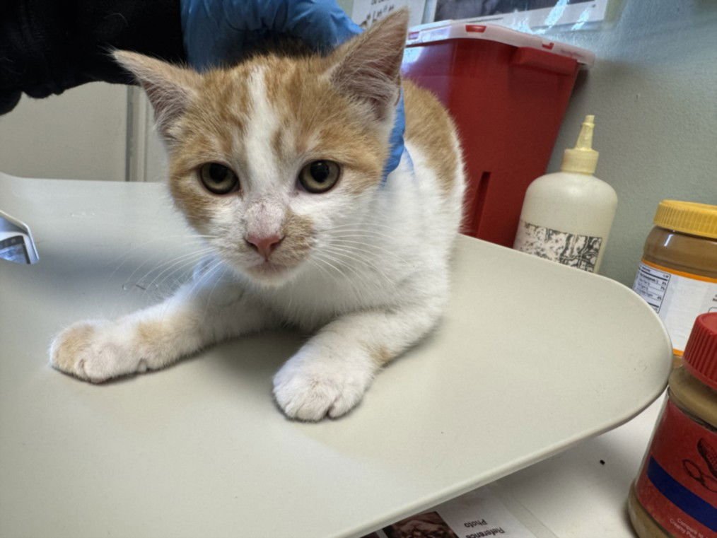 CORNBREAD - Domestic Short Hair available for adoption