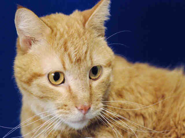 TONY - Domestic Short Hair available for adoption