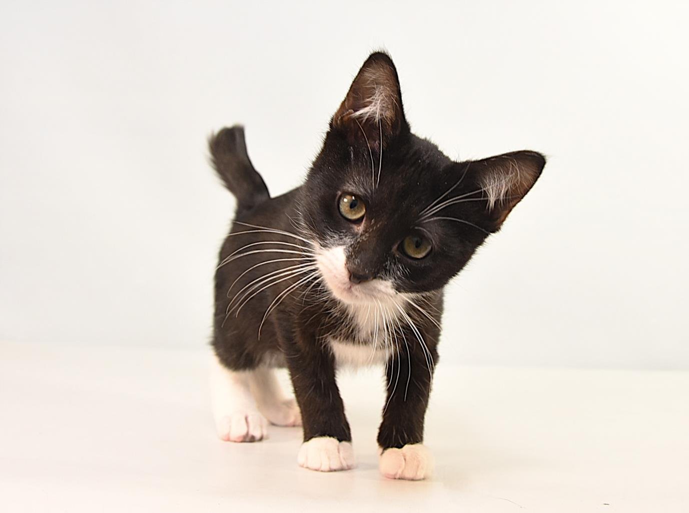 PEAR - Domestic Short Hair available for adoption