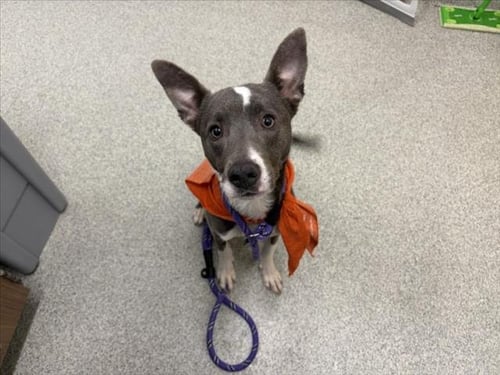 NALA - American Pit Bull Terrier available for adoption