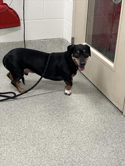 OSCAR - Dachshund available for adoption