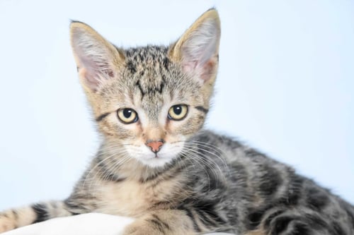 BUG - Domestic Short Hair available for adoption