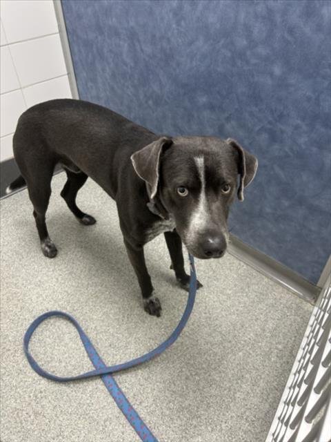 MAX - Labrador Retriever / Australian Cattle Dog/Blue Heeler available for adoption