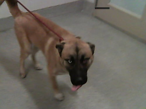 TATONKA - German Shepherd Dog available for adoption