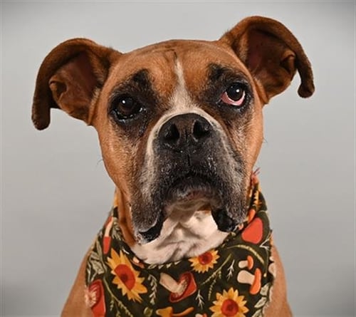 LUNA - Boxer available for adoption