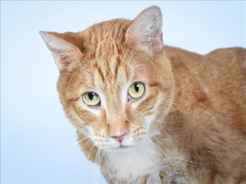 JACKSON - Domestic Short Hair available for adoption