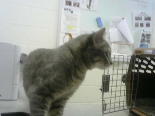 JERRY - Domestic Short Hair available for adoption