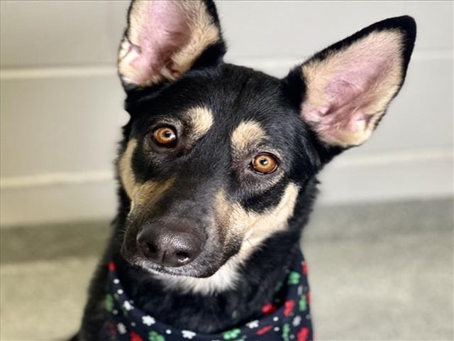 SHADOW - Australian Kelpie available for adoption