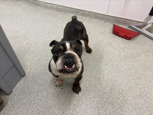 MADDOX - English Bulldog available for adoption