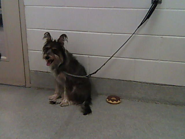 PERCY - Miniature Schnauzer / Cairn Terrier available for adoption