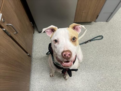 CANELO - Pit Bull Terrier / Labrador Retriever available for adoption