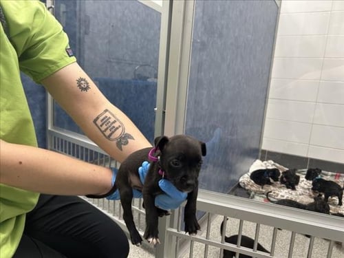 BUSTER - Chihuahua / Pit Bull Terrier available for adoption