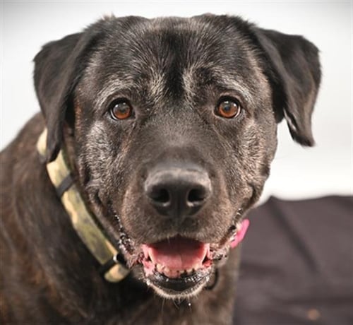 JUNO - Mastiff available for adoption