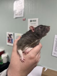 BEAN - Photo 1