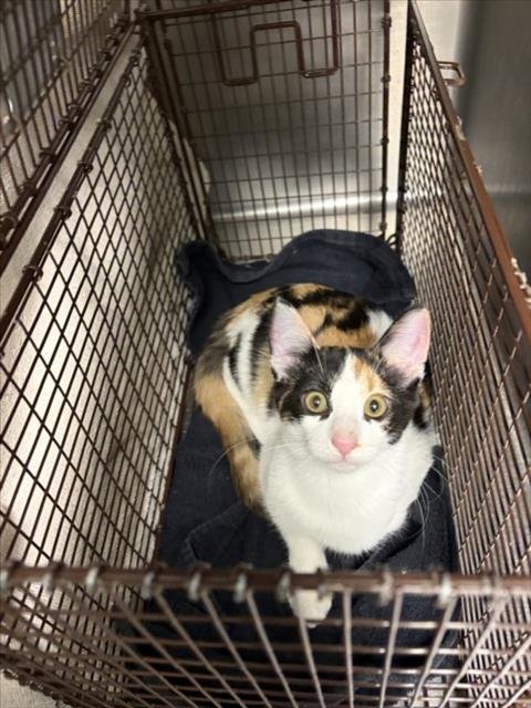 SPARKY - Domestic Short Hair available for adoption