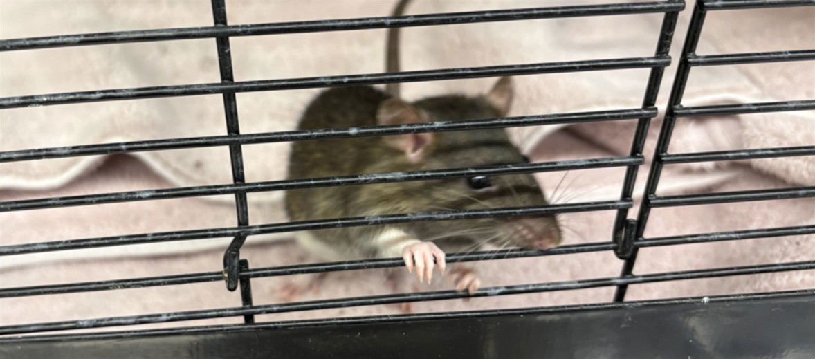 SKITTLES - Rat available for adoption