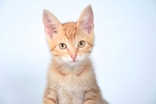 BABY - Domestic Short Hair available for adoption