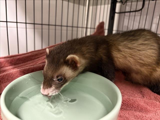 CHUNGUS - Ferret available for adoption