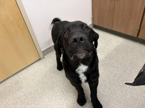 BEAR - Great Pyrenees / Labrador Retriever available for adoption