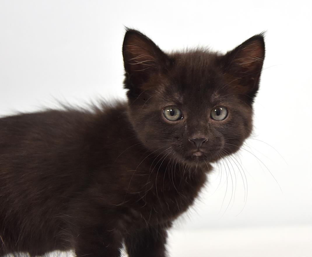 BUTTERCUP - Domestic Short Hair available for adoption