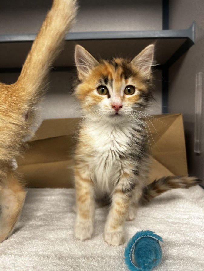 EGG - Domestic Short Hair available for adoption