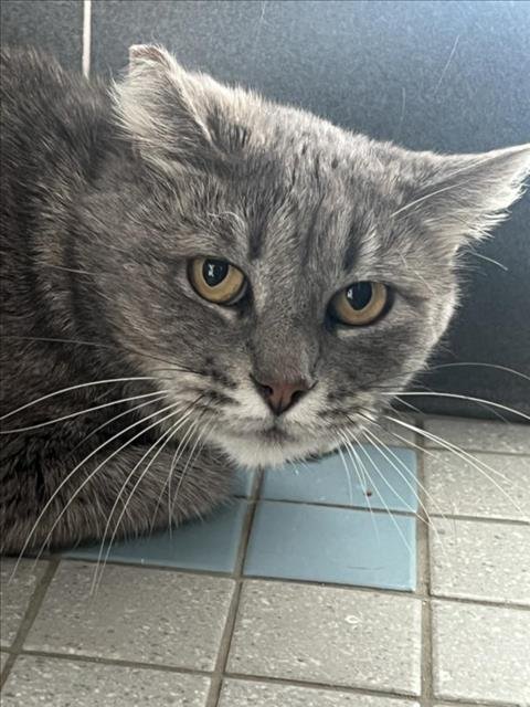 SQUEAKY - Domestic Short Hair available for adoption