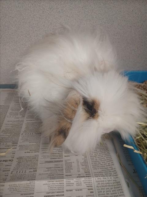 FRITTER - Longhaired Rabbit available for adoption