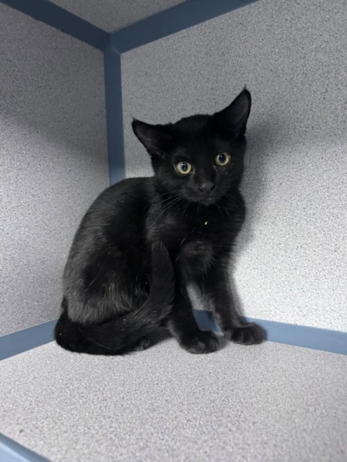 WAFFLE - Domestic Short Hair available for adoption
