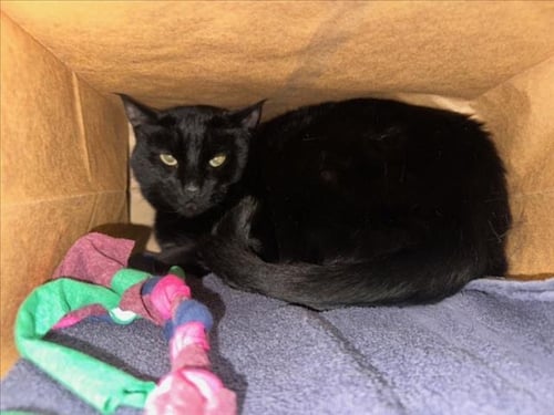 UMBREON - Domestic Short Hair for adoption in Fort Collins