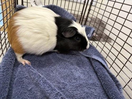 SEVEN - Guinea Pig available for adoption