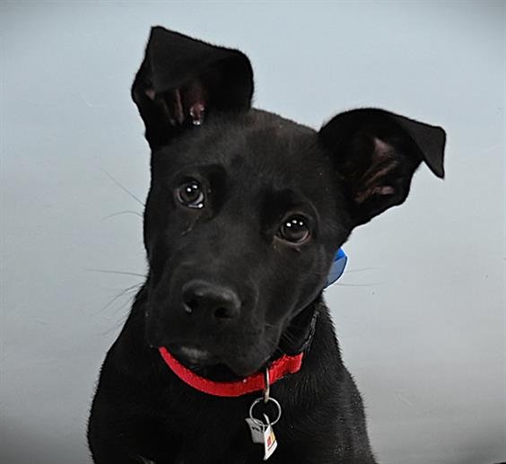 RUCKUS - Labrador Retriever available for adoption