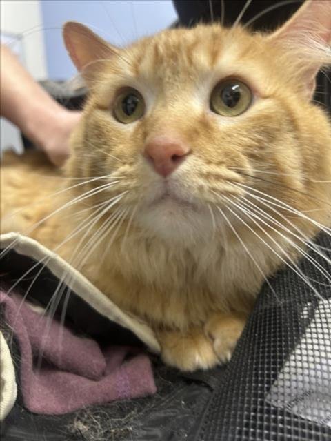 ARCHIE - Domestic Medium Hair available for adoption