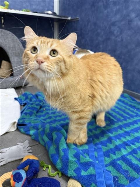 ARCHIE - Domestic Medium Hair available for adoption