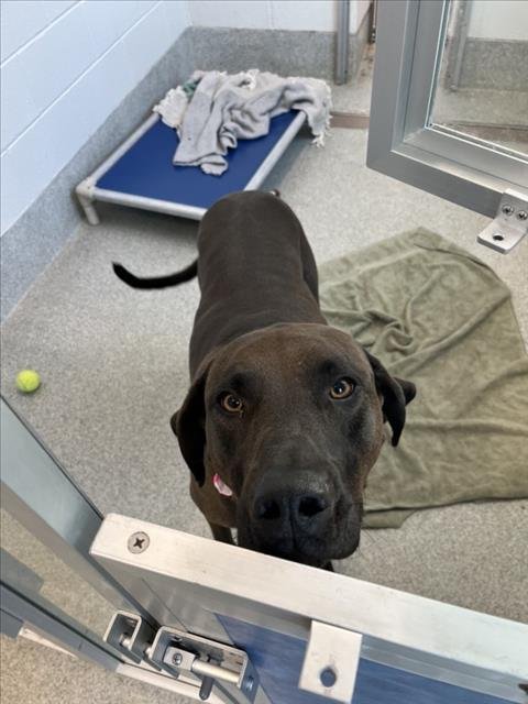 RILEY - Labrador Retriever / Weimaraner available for adoption